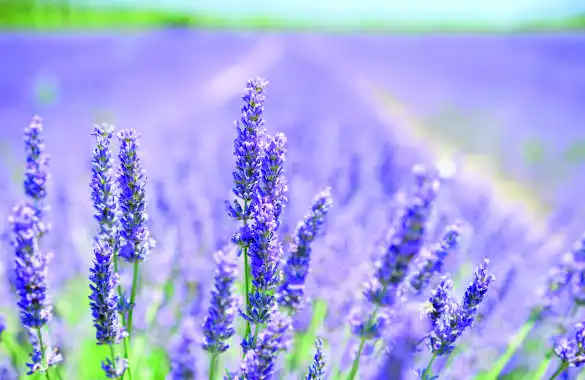 Purificador y Ambientador